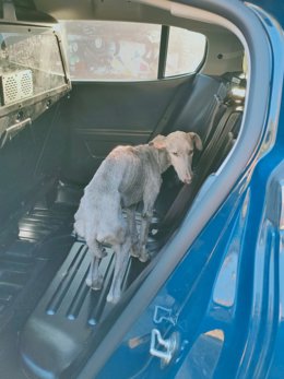 Uno de los galgos resctados en El Vacie