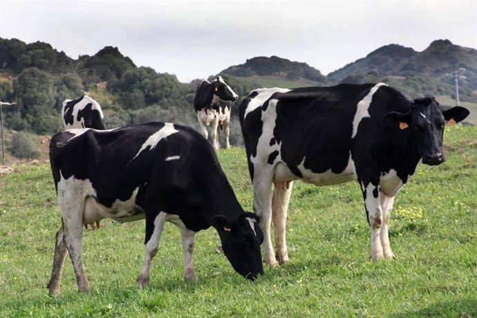 Explotación de vacuno de leche.