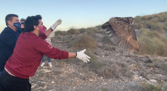Liberan un búho real en Calblanque tras ser tratado en el Centro de Recuperación de Fauna de la Comunidad
