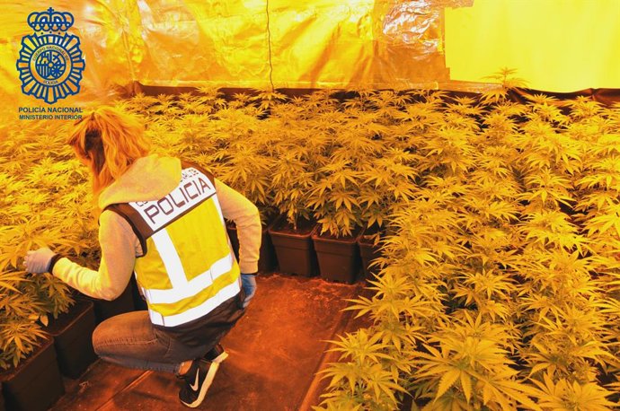 Nota De Prensa: "La Policía Nacional Desmantela Una Plantación De Marihuana Oculta En Una Casa De Castell Platja D'aro (Girona)"