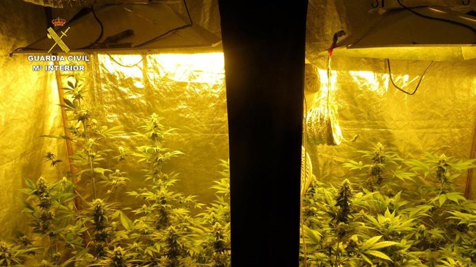 Plantación 'indoor' de marihuana desmantelada por la Guardia Civil en Montilla