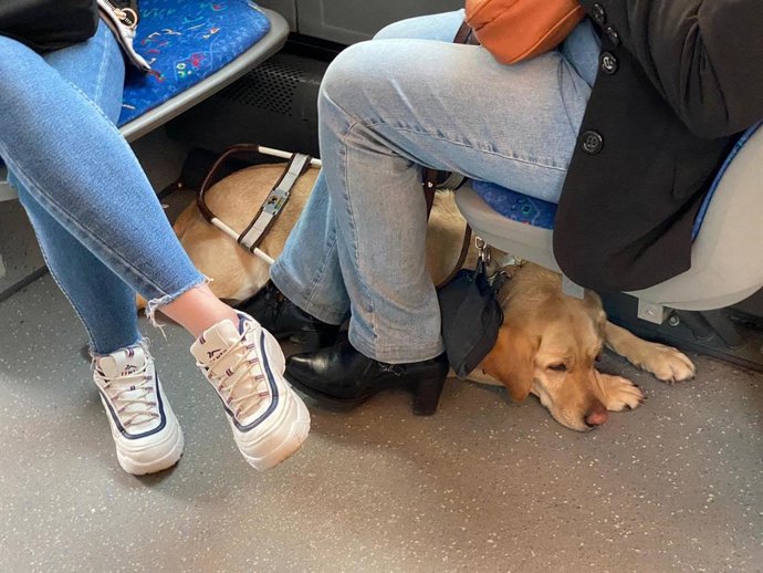 Perro de asistencia en un autobús en Oviedo.