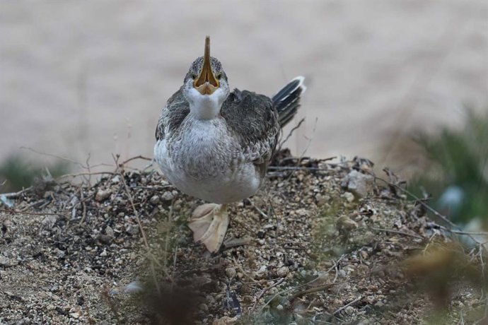 Un ejemplar de cormorán moñudo en Calella de Palafrugell, Girona.