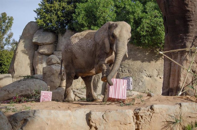 LOS ANIMALES DE BIOPARC VALENCIA RECIBEN LA VISITA DE PAPÁ NOEL