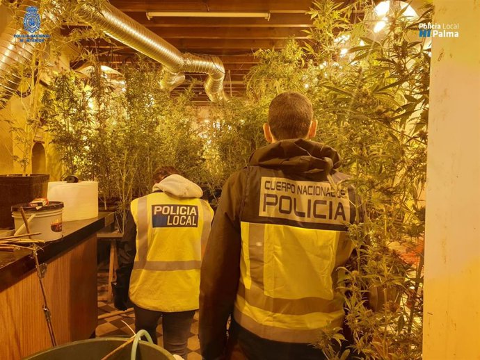 Plantación de marihuana desmantelada en la Soledad (Palma)