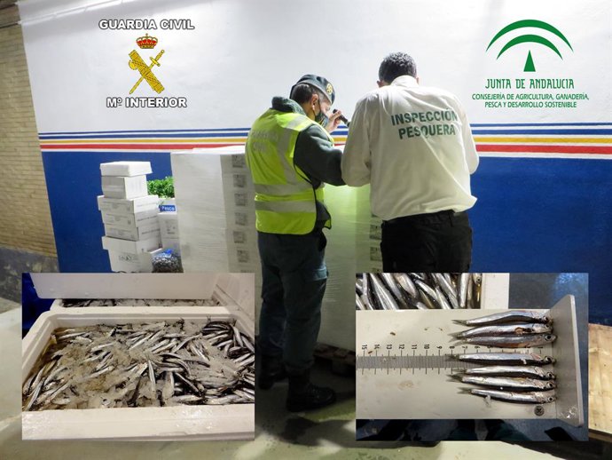 Guardia Civil se incauta de 600 kilos de boquerón en el mercado mayorista de Úbeda (Jaén)