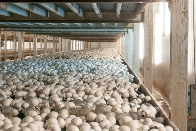 Cultivo de champiñon en Cuenca.