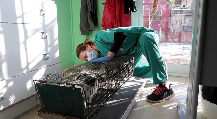Imagen de una jaula para la captura y esterilización de gatos.