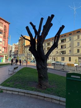 Arbol podado junto a la estación de autobuses de Logroño