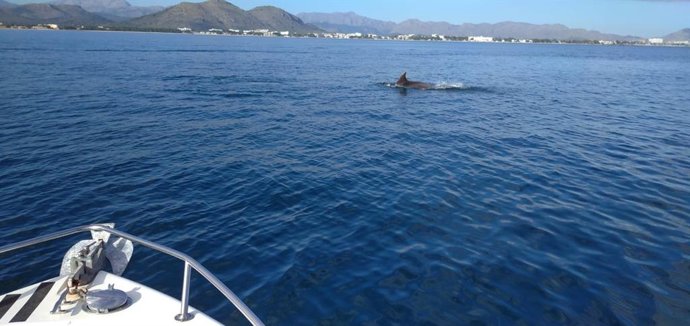 Delfín mular en la bahía de Alcúdia.