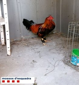Gallo con la cresta mutilada, práctica generalmente utilizada para peleas de gallos ilegales