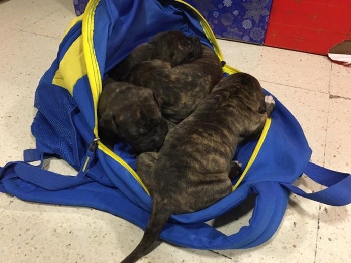 Encuentran cuatro cachorros en un contenedor de basura en Las Palmas de Gran Canaria