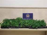 La Polícia Local de Almería detiene a un joven que llevaba 7 kilos de marihuana en su vehículo