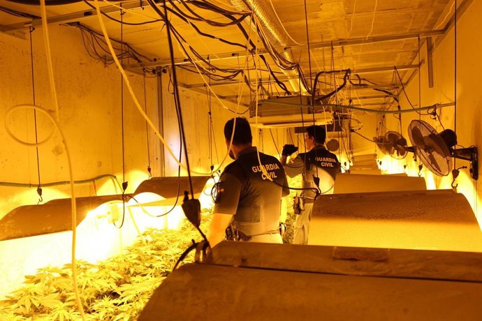 Plantación de marihuana intervenida en Órgiva