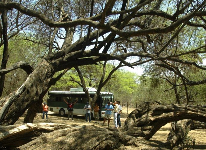 Árbol milenario de Pomac en la Reserva Natural de Chaparri, Chongoyape, bosque de Pomac, en la zona arqueológica de Batán Grande y Laquipamp