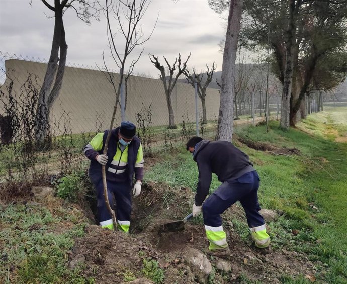 La brigada municipal ha llevado a cabo la plantación de árboles.