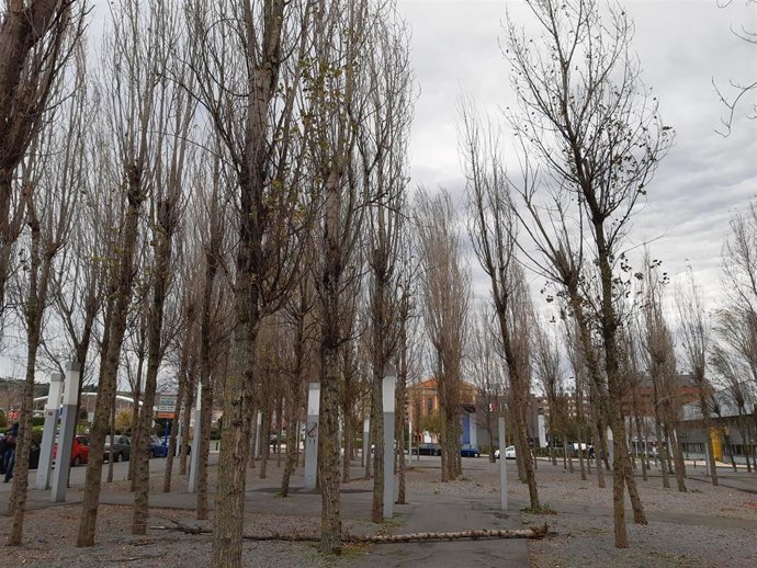 Un árbol caído en Barakaldo, en Bizkaia.
