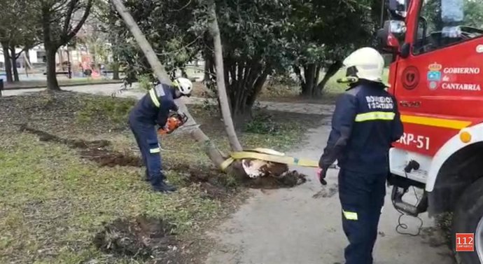 Bomberos retiran un árbol  caído por el viento. Archivo