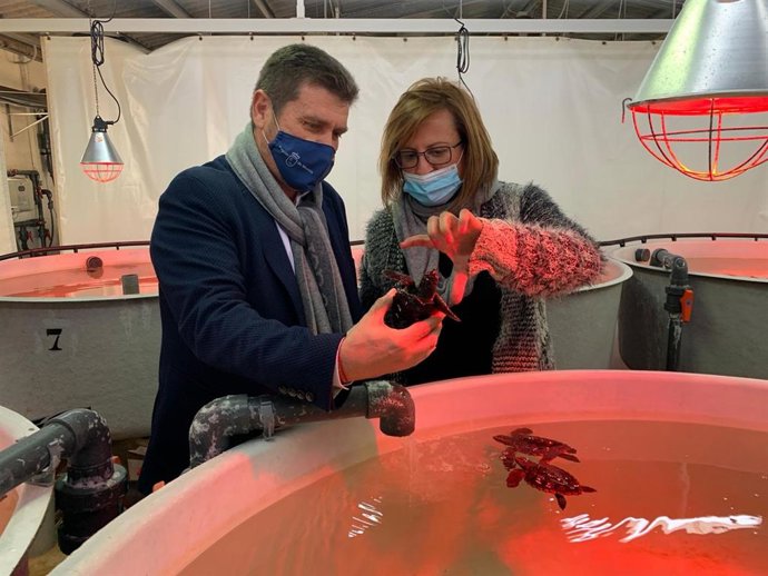 El director general del Medio Natural, Fulgencio Perona, visita las instalaciones de San Pedro del Pinatar para conocer la evolución de los ejemplares de tortuga boba