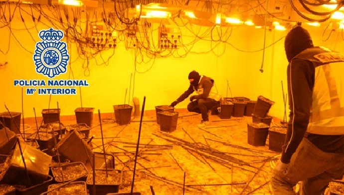 Plantación intervenida en Estepona en la Operación 'Panda' contra el tráfico de drogas