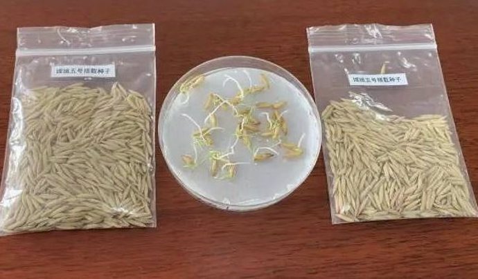 Semillas de arroz que han brotado en órbita lunar