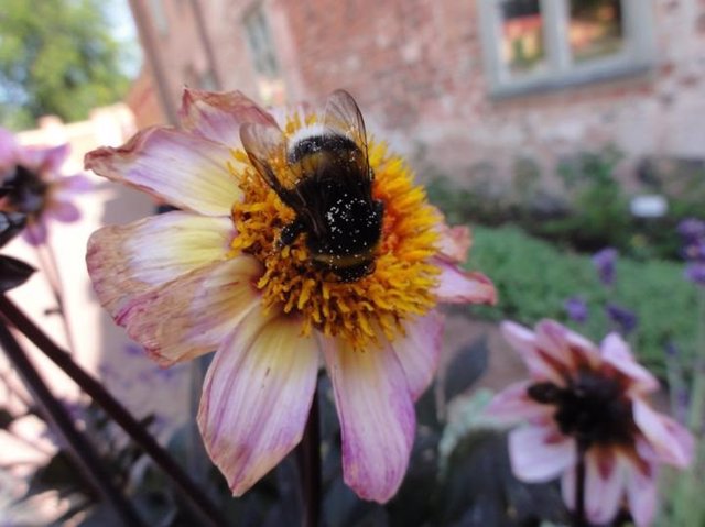 Abejorro sobre una flor