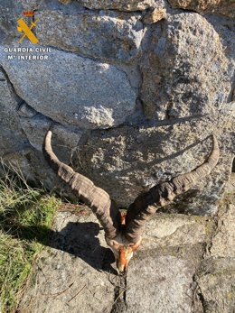 Cornamenta de un macho de cabra montés abatido por los furtivos en Gredos.