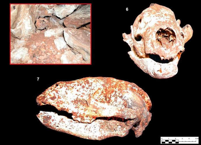 Tejón de la Edad del Bronce hallado en el yacimiento de Castillejo del Bonete, en Terrinches (Ciudad Real)