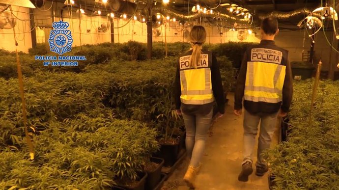 Ocho detenidos por tener 61.000 plantas de marihuana en La Roca del Valls (Barcelona)