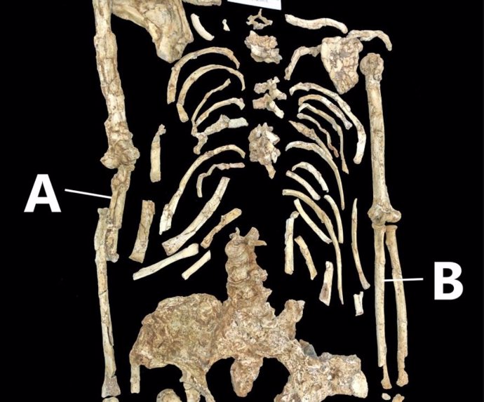 El esqueleto superior de 'Little Foot'  resaltando el cúbito derecho (A) y el cúbito izquierdo (B)