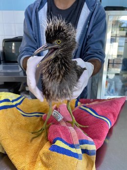 Martinete en el Centro de Recuperación de Fauna Silvestre del Cabildo de Gran Canaria