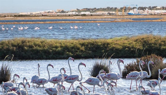 Paraje Marismas del Odiel en Huelva.