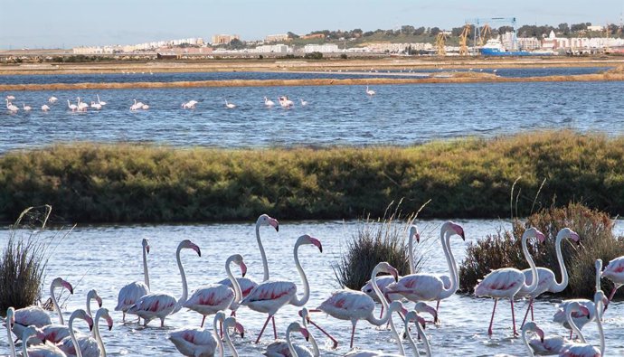 Paraje Marismas del Odiel en Huelva.