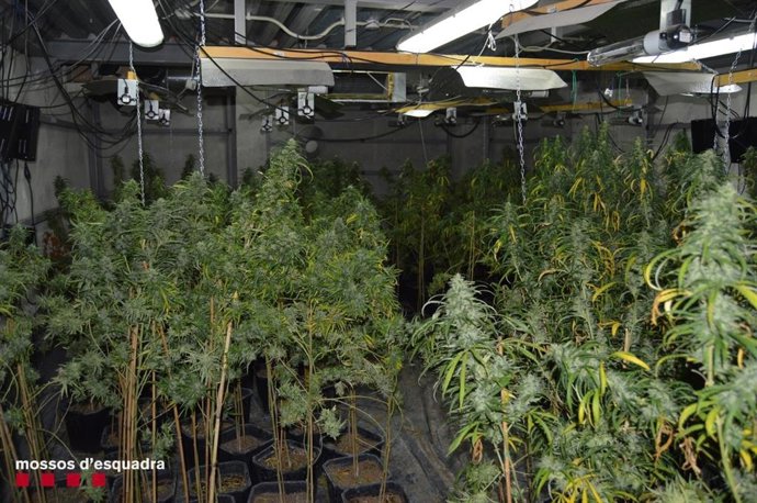 Plantación de marihuana intervenida por los Mossos en Lleida