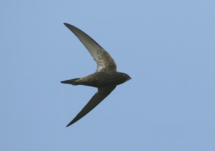 Foto de vencejo común europeo