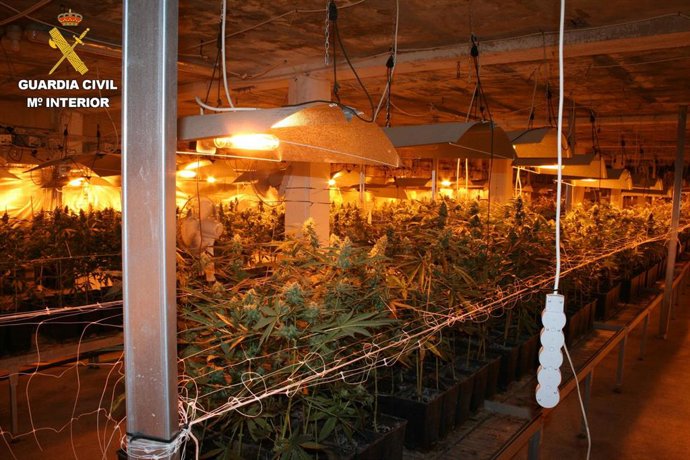 Plantación de marihuana en Zumaia (Gipuzkoa)