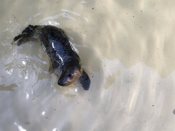 La foca gris 'Rube' en el Igafa.
