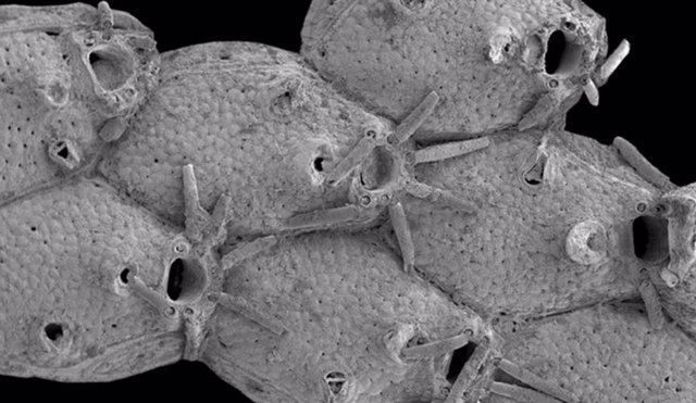 Un briozoo llamado Microporella funbio fue descubierto en un volcán de lodo submarino frente a la costa española.