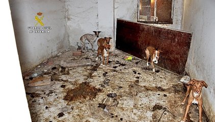 La Guardia Civil rescata en una finca de Madrid a 22 perros en condiciones "deplorables" y halla los cadáveres de siete