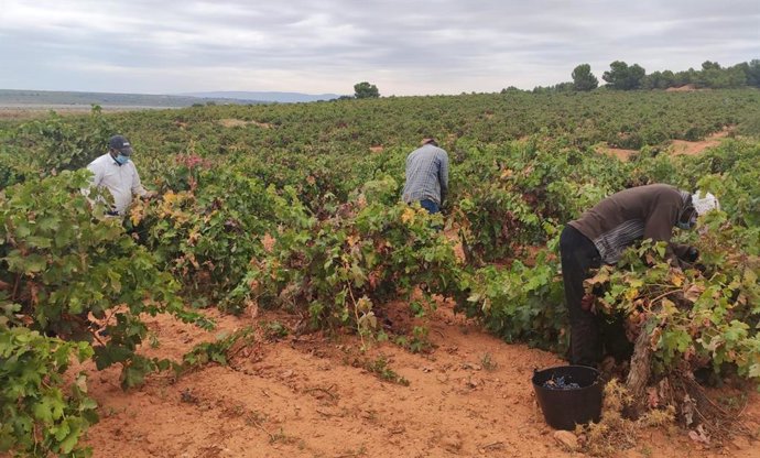 Vendimiadores con mascarilla en viñedos de Utiel-Requena