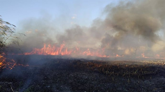 Incendio forestal en S'Albufera de Mallorca en septiembre.
