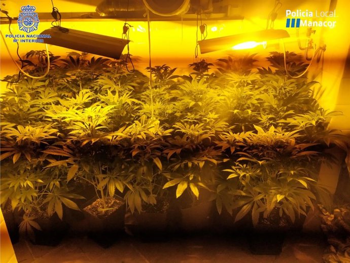 Plantación de marihuana.