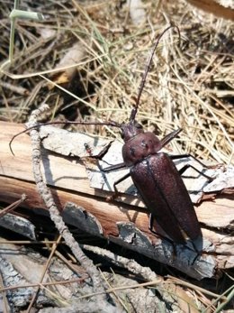 Ejemplar de Ergates faber L.