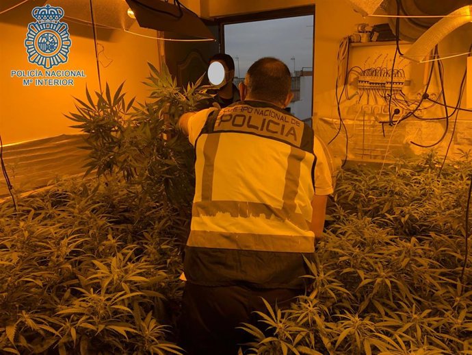 Plantación de marihuana desmantelada por la Policía Nacional