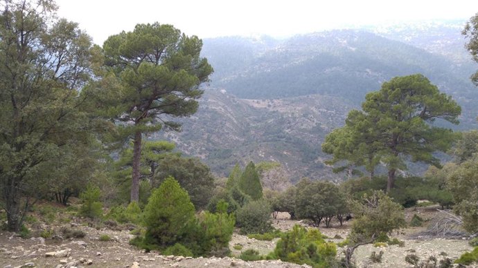 Monte sometido a la auditoría anual de Certificación Forestal.