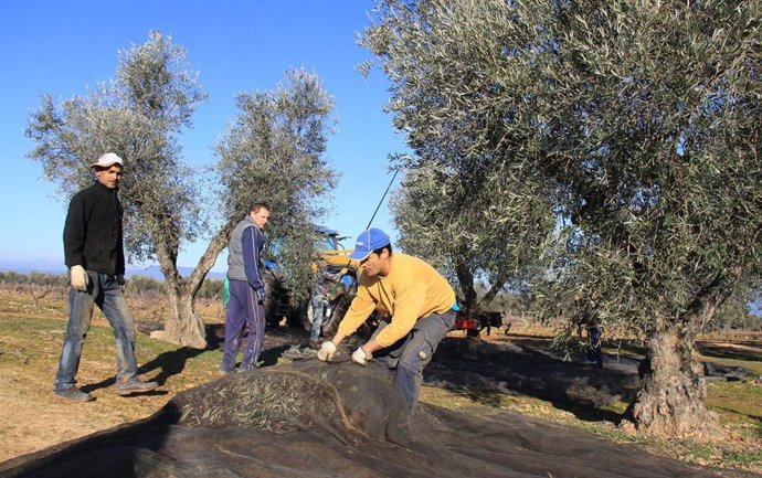 Recogida de aceituna