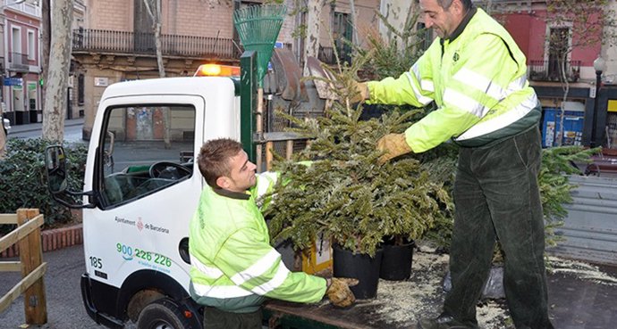 Recogida de árboles de Navidad en Barcelona.