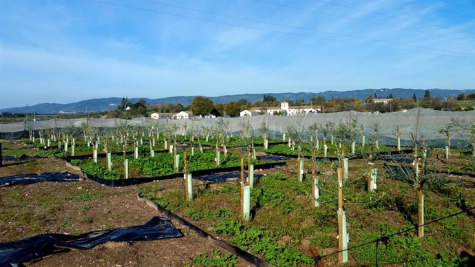 Ensayos contra la verticilosis del olivo.