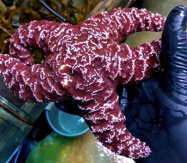 Una estrella de mar sana se presenta en el laboratorio de Ian Hewson. Las estrellas de mar a lo largo de la costa del Pacífico no son tan afortunadas, ya que grandes cantidades de materia orgánica pueden robarles la capacidad de respirar.