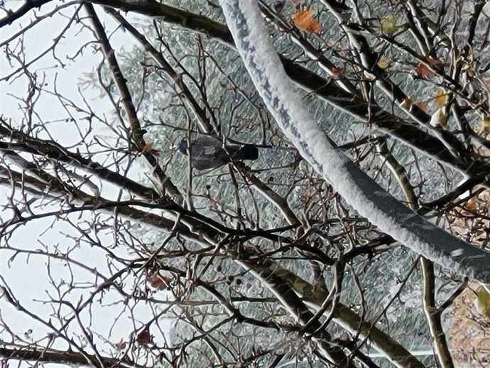 Una gran nevada cae sobre Ciudad Real, en Castilla-La Mancha (España) a 7 de enero de 2021. 